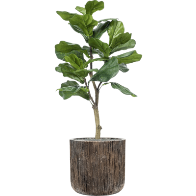 Растение в кашпо Ficus lyrata in Baq Luxe Lite Universe Waterfall