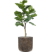 Растение в кашпо Ficus lyrata in Baq Luxe Lite Universe Waterfall