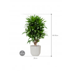 Dracaena fragrans 'Compacta' in Vibes Fold