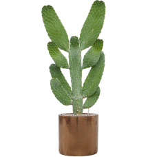 Opuntia consolea in Cylinder