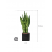 Растение в кашпо Sansevieria zeylanica in Rough