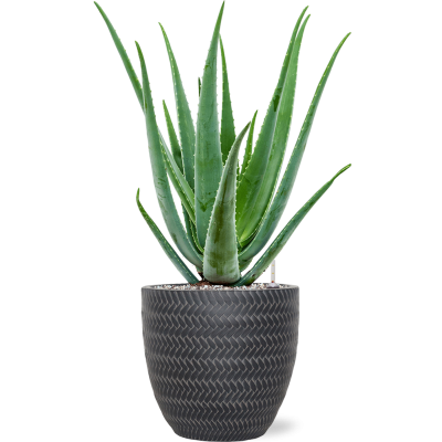 Растение в кашпо Aloe vera barbadensis in Baq Angle