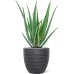 Растение в кашпо Aloe vera barbadensis in Baq Angle