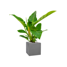 Philodendron `Imperial Green' in Natural