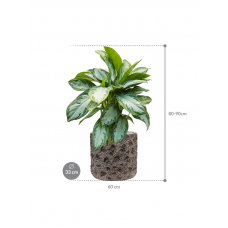 Aglaonema 'Silver Bay' in Baq Luxe Lite Universe Moon