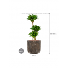 Dracaena fragrans 'Compacta' in Baq Luxe Lite Universe