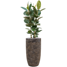 Ficus elastica 'Robusta' in Baq Luxe Lite Universe Layer