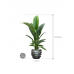 Растение в кашпо Spathiphyllum 'Sensation' in Baq Gradient Lee