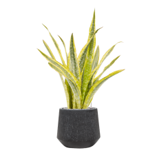 Sansevieria trifasciata 'Lauren' in Baq Raindrop