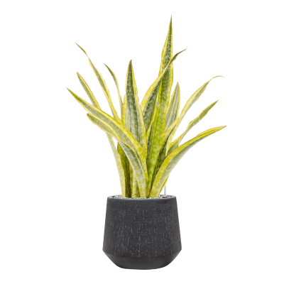 Растение в кашпо Sansevieria trifasciata 'Lauren' in Baq Raindrop