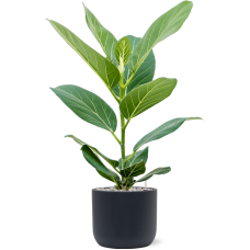 Ficus benghalensis 'Audrey' in Baq Ease