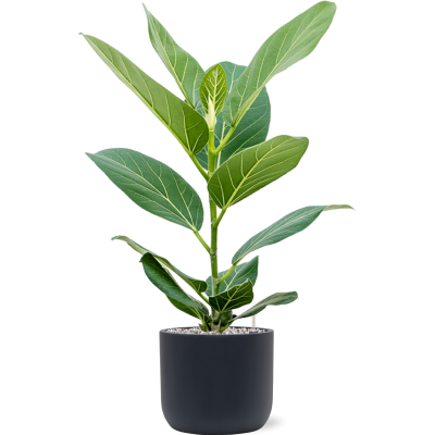 Растение в кашпо Ficus benghalensis 'Audrey' in Baq Ease