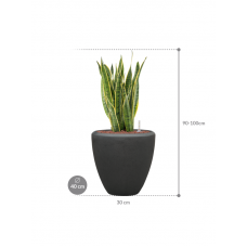 Sansevieria trifasciata 'Laurentii' in Baq Polystone Plain