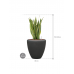 Растение в кашпо Sansevieria trifasciata 'Laurentii' in Baq Polystone Plain