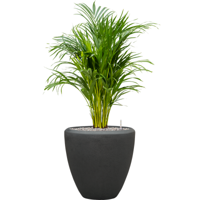 Растение в кашпо Dypsis (Areca) lutescens in Baq Polystone Plain