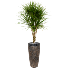 Dracaena marginata in Baq Luxe Lite Universe Layer