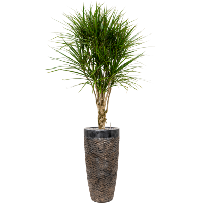 Растение в кашпо Dracaena marginata in Baq Luxe Lite Universe Layer