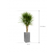 Dracaena marginata in Fiberstone