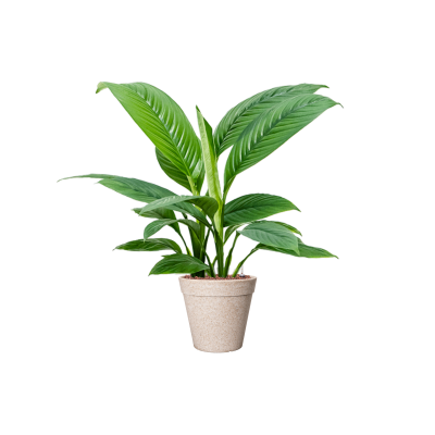 Растение в кашпо Spathiphyllum 'Sensation' in Fibrics Bamboo