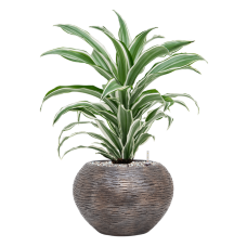 Dracaena fragrans 'White Jewel' in Baq Luxe Lite Wrinkle