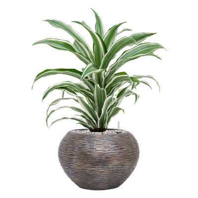 Растение в кашпо Dracaena fragrans 'White Jewel' in Baq Luxe Lite Wrinkle