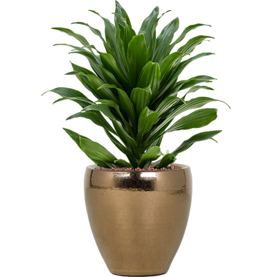 Растение в кашпо Dracaena fragrans 'Compacta' in Amora