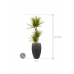 Растение в кашпо Dracaena marginata 'Sunray' in Baq Raindrop