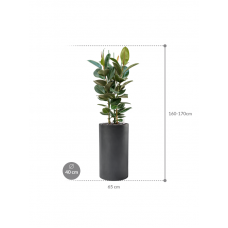 Ficus elastica 'Robusta' in Baq Basic