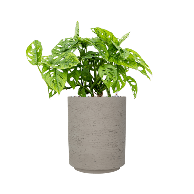 Растение в кашпо Monstera obliqua in Rough
