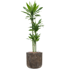 Dracaena fragrans 'Janet Lind' in Baq Luxe Lite Universe