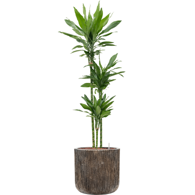 Растение в кашпо Dracaena fragrans 'Janet Lind' in Baq Luxe Lite Universe