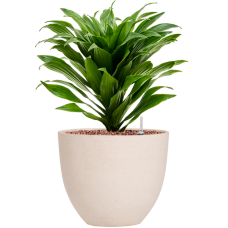 Dracaena fragrans 'Compacta' in Refined