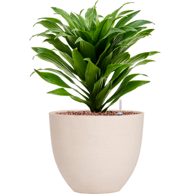 Растение в кашпо Dracaena fragrans 'Compacta' in Refined