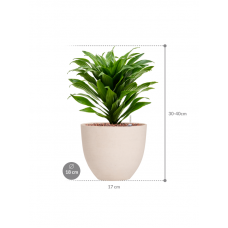 Dracaena fragrans 'Compacta' in Refined