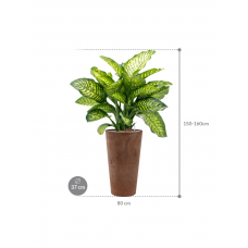 Dieffenbachia seguine 'Maroba' in Artstone