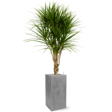 Dracaena marginata in Fiberstone