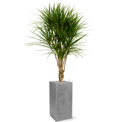 Растение в кашпо Dracaena marginata in Fiberstone