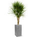 Растение в кашпо Dracaena marginata in Fiberstone