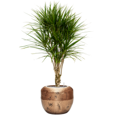 Dracaena marginata in Baq Opus Raw