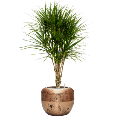 Растение в кашпо Dracaena marginata in Baq Opus Raw