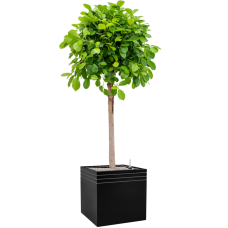 Ficus microcarpa 'Moclame' in Baq Line-Up