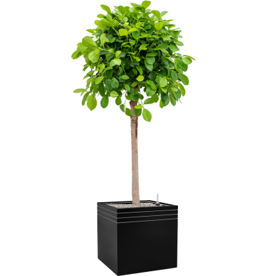 Растение в кашпо Ficus microcarpa 'Moclame' in Baq Line-Up