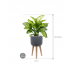 Растение в кашпо Dieffenbachia seguine 'Maroba' in Refined Retro With Feet