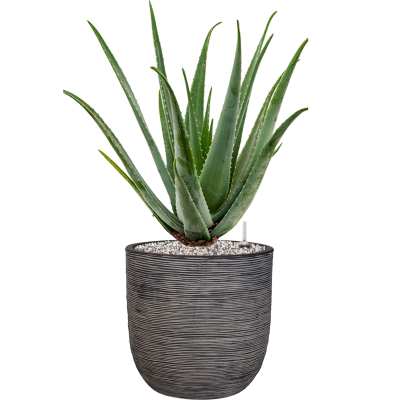 Растение в кашпо Aloe vera barbadensis in Capi Nature Rib NL