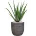 Растение в кашпо Aloe vera barbadensis in Capi Nature Rib NL