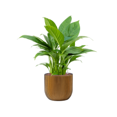 Spathiphyllum 'Gokyo' in Capi Nature Groove