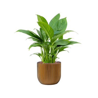 Растение в кашпо Spathiphyllum 'Gokyo' in Capi Nature Groove