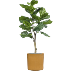 Ficus lyrata in Cylinder