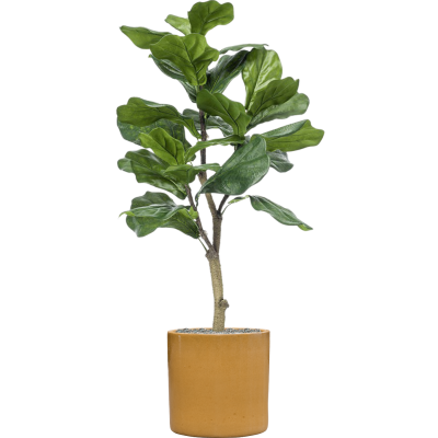 Растение в кашпо Ficus lyrata in Cylinder