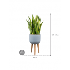 Sansevieria trifasciata 'Laurentii' in Refined Retro Feet